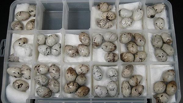 里希特博物馆收藏的鸟蛋标本